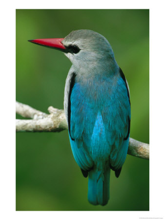 Senegal Kingfisher Perched On A Branch by Michael Nichols Pricing Limited Edition Print image