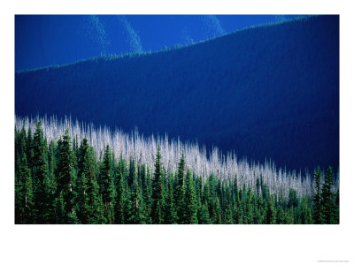 Sunlight And Shadow Over Forests And Mountains Seen From Deer Park Lookout, Olympic National Park by Aaron Mccoy Pricing Limited Edition Print image