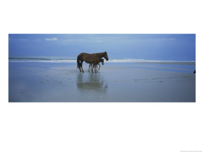 Wild Mare And Foal On The Beach North Of Corolla by Stephen Alvarez Pricing Limited Edition Print image