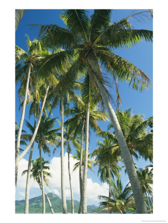 Tropical View With Palm Trees, Clouds, And Distant Mountains by Kate Thompson Pricing Limited Edition Print image