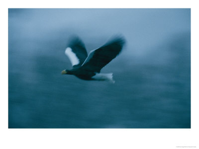 A Stellers Sea Eagle In Flight by Klaus Nigge Pricing Limited Edition Print image