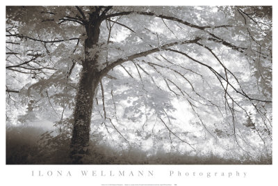Secret Place by Ilona Wellmann Pricing Limited Edition Print image