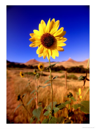 Wild Sunflower Along Dirt Road, Sd by John Coletti Pricing Limited Edition Print image