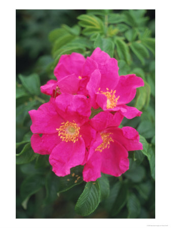 Wild Roses by Kindra Clineff Pricing Limited Edition Print image