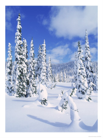 Mt. Rainier National Park, Wa by Mark Windom Pricing Limited Edition Print image