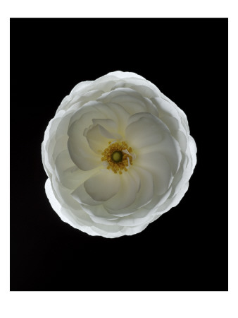 Conde Nast, Trunk Archive by Horacio Salinas Pricing Limited Edition Print image