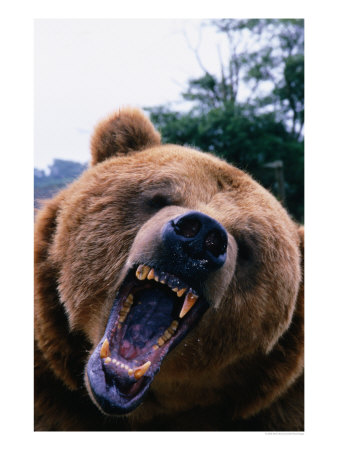 Grizzly Bear (Ursus Arctos), Denali National Park & Preserve, Alaska, Usa by Mark Newman Pricing Limited Edition Print image