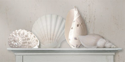 Sea Shells by Jan Lens Pricing Limited Edition Print image