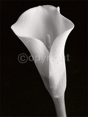 White Cala by Helen Maynard Pricing Limited Edition Print image