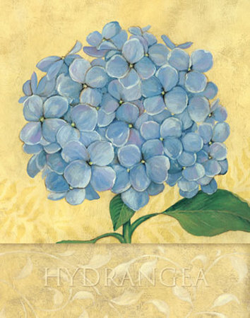 Hydrangea by Stephanie Marrott Pricing Limited Edition Print image