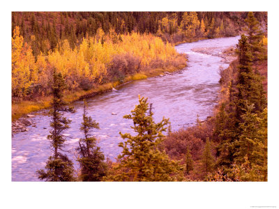 River Running Thru Autumn Colors, Denali National Park, Alaska, Usa by Terry Eggers Pricing Limited Edition Print image