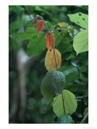 Rainy Season Vegetation, Gombe National Park, Tanzania by Kristin Mosher Pricing Limited Edition Print image