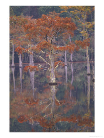 Cypress Tree Reflections, George Smith State Park, Georgia, Usa by Joanne Wells Pricing Limited Edition Print image