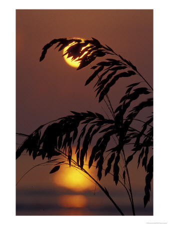 Sea Oats At Sunrise, Tybee Island, Georgia, Usa by Joanne Wells Pricing Limited Edition Print image