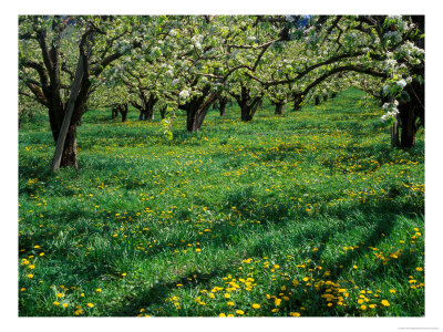 Apple Orchard In Full Bloom, Hood River, Oregon, Usa by Janis Miglavs Pricing Limited Edition Print image