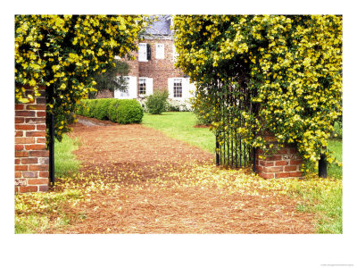 Yellow Jessamine At Gated Entry To Boone Hall Plantation, South Carolina, Usa by Julie Eggers Pricing Limited Edition Print image