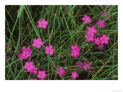 Nadeshiko (Wild Pinks), Daisetsuzan National Park, Hokkaido, Japan by Rob Tilley Pricing Limited Edition Print image