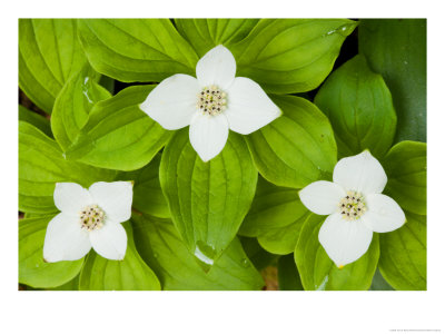 Bunchberry In Bloom On Monadnock Mountain, Lemington, Vermont, Usa by Jerry & Marcy Monkman Pricing Limited Edition Print image