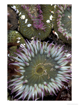 Giant Sea Anenomes At Second Beach, Olympic National Park, Washington, Usa by Jamie & Judy Wild Pricing Limited Edition Print image