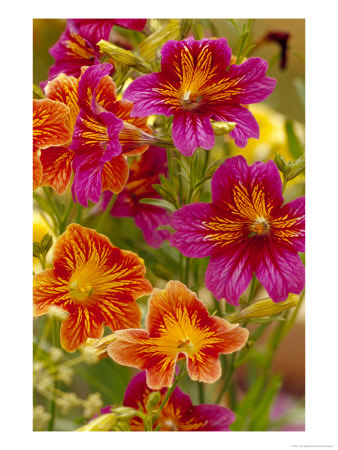 Salpiglossis-Painted Tongue, Seattle, Washington, Usa by Terry Eggers Pricing Limited Edition Print image