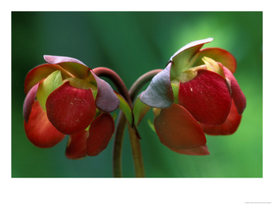 God Rays On Pitcher Plant Blossom, St. Ignace, Michigan, Usa by Claudia Adams Pricing Limited Edition Print image