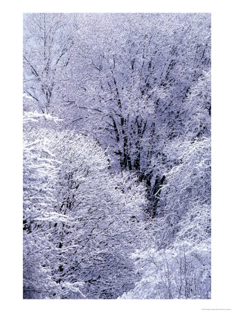 Snow Flocked Trees, Washington, Usa by William Sutton Pricing Limited Edition Print image
