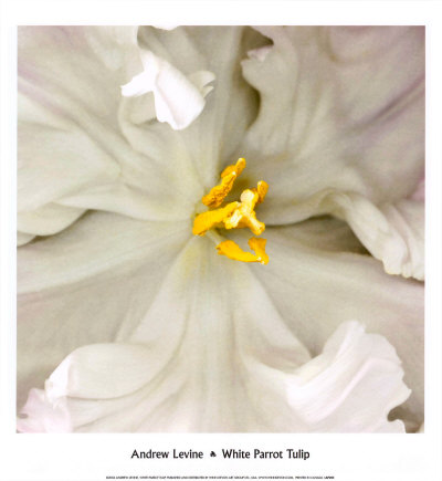 White Parrot Tulip by Andrew Levine Pricing Limited Edition Print image