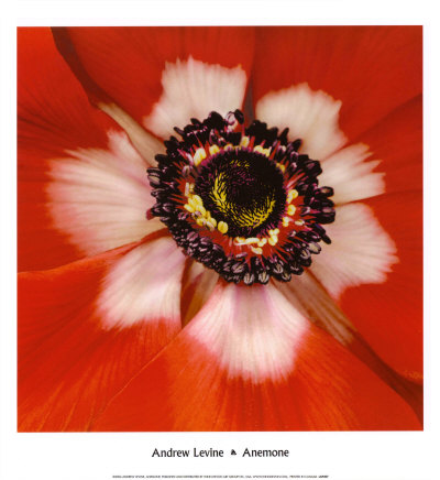 Anemone by Andrew Levine Pricing Limited Edition Print image