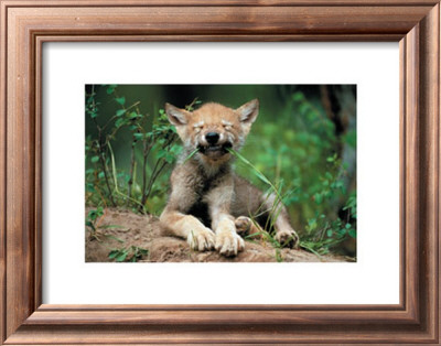 Wolf Cub by Art Wolfe Pricing Limited Edition Print image