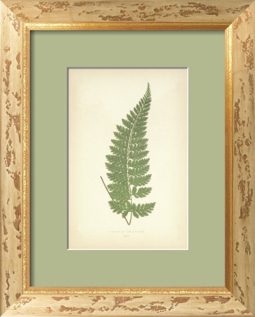 Fern Iv by Edward Lowe Pricing Limited Edition Print image