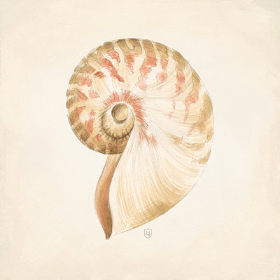 Nautilus Discovery by Lauren Hamilton Pricing Limited Edition Print image