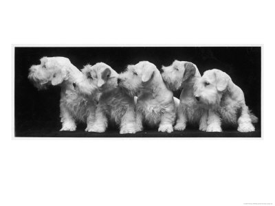 Group Of Five Sealyham Puppies Looking Away From The Camera by Thomas Fall Pricing Limited Edition Print image