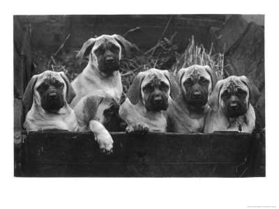 Row Of Mastiff Puppies Owned By Oliver by Thomas Fall Pricing Limited Edition Print image