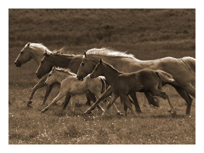 Moon Light Run by Robert Dawson Pricing Limited Edition Print image