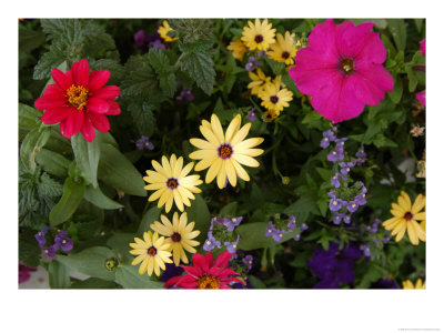 A Variety Of Flowers Full Of Vibrant Colors Of Yellow, Pink And Red by Stacy Gold Pricing Limited Edition Print image