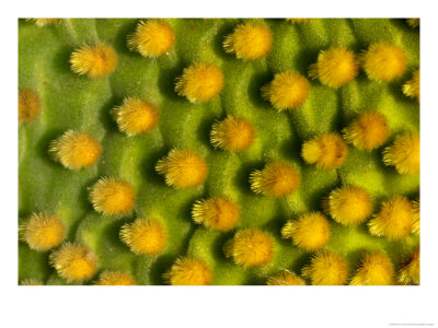 Detail Of A Cactus by Raul Touzon Pricing Limited Edition Print image