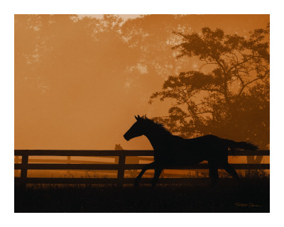 Heading For The Sun Cropped by Robert Dawson Pricing Limited Edition Print image