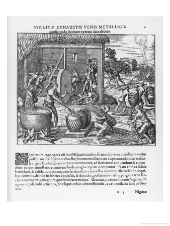 The Spaniards On Hispaniola Having Exhausted The Gold Mines Force Their Slaves To Cultivate Sugar by Theodor De Bry Pricing Limited Edition Print image
