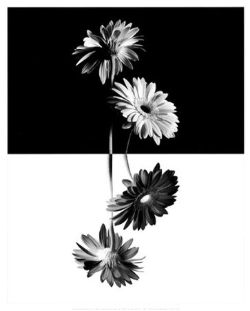 Gerbera Daisy by Ralph Chermak Pricing Limited Edition Print image