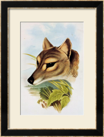 Tasmanian Wolf Or Tiger (Thylacinus Cynocephalus) by Henry Constantine Richter Pricing Limited Edition Print image