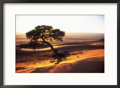 Petrified Dunes, Namibia, Africa by Nigel Charman Pricing Limited Edition Print image