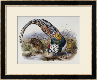 A Monograph Of The Phasianidae Or Family Of Pheasants, 1872 by Daniel Giraud Elliot Pricing Limited Edition Print image