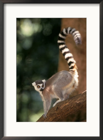 Ring-Tailed Lemur, Lemur Catte by Robert Franz Pricing Limited Edition Print image