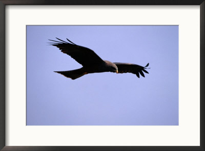 A Portrait Of A Flying Hawk by Chris Johns Pricing Limited Edition Print image