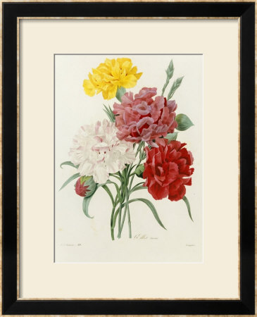 Carnation, Circa 1833 by Pierre-Joseph Redouté Pricing Limited Edition Print image