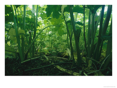 A Ground Level View In A Thicket Of Plants With Large Leaves by Klaus Nigge Pricing Limited Edition Print image