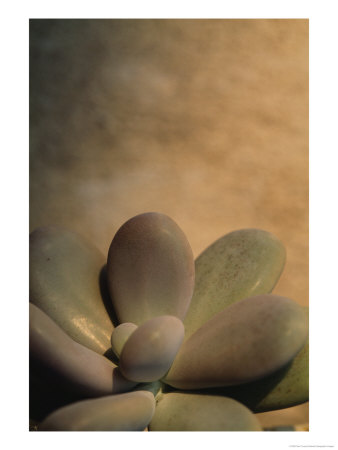 Close View Of An Echeveria Succulent Plant by Raul Touzon Pricing Limited Edition Print image