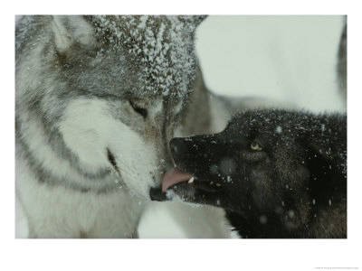 Mid-Rank Gray Wolf Submits To The Alpha by Jim And Jamie Dutcher Pricing Limited Edition Print image