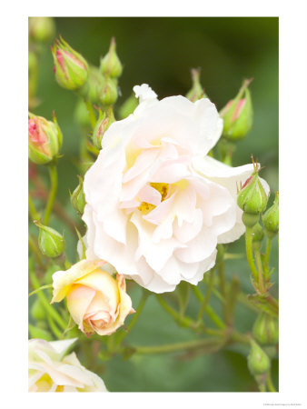 Rosa Penelope, Close-Up Of Pink Flower And Buds by Mark Bolton Pricing Limited Edition Print image