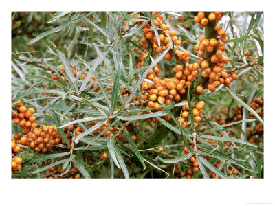 Hippophae Rhamnoides (Sea Buckthorn), Bright Orange Fruit And Grey Green Leaves by Mark Bolton Pricing Limited Edition Print image